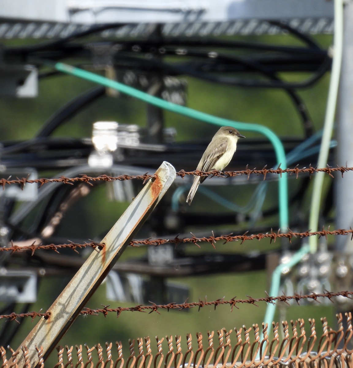 Eastern Phoebe - ML376286071
