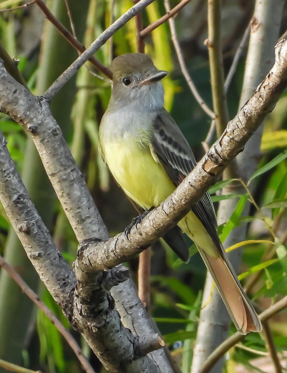 Great Crested Flycatcher - ML376286971