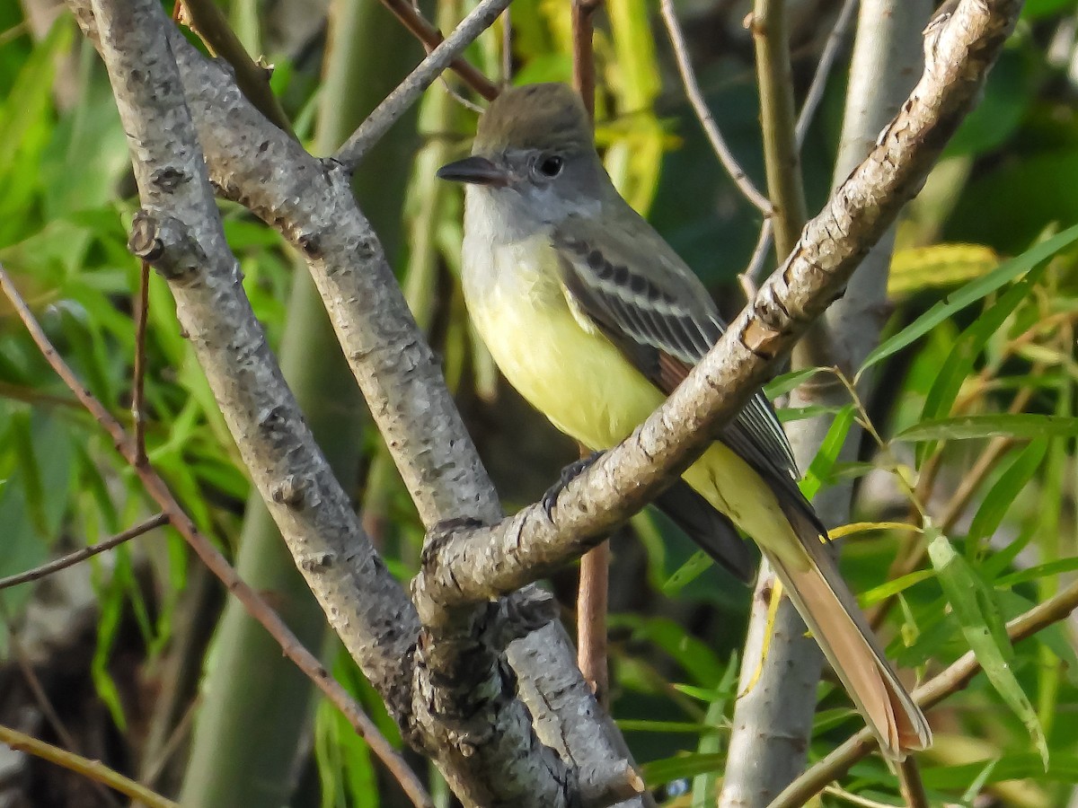 Great Crested Flycatcher - ML376286981