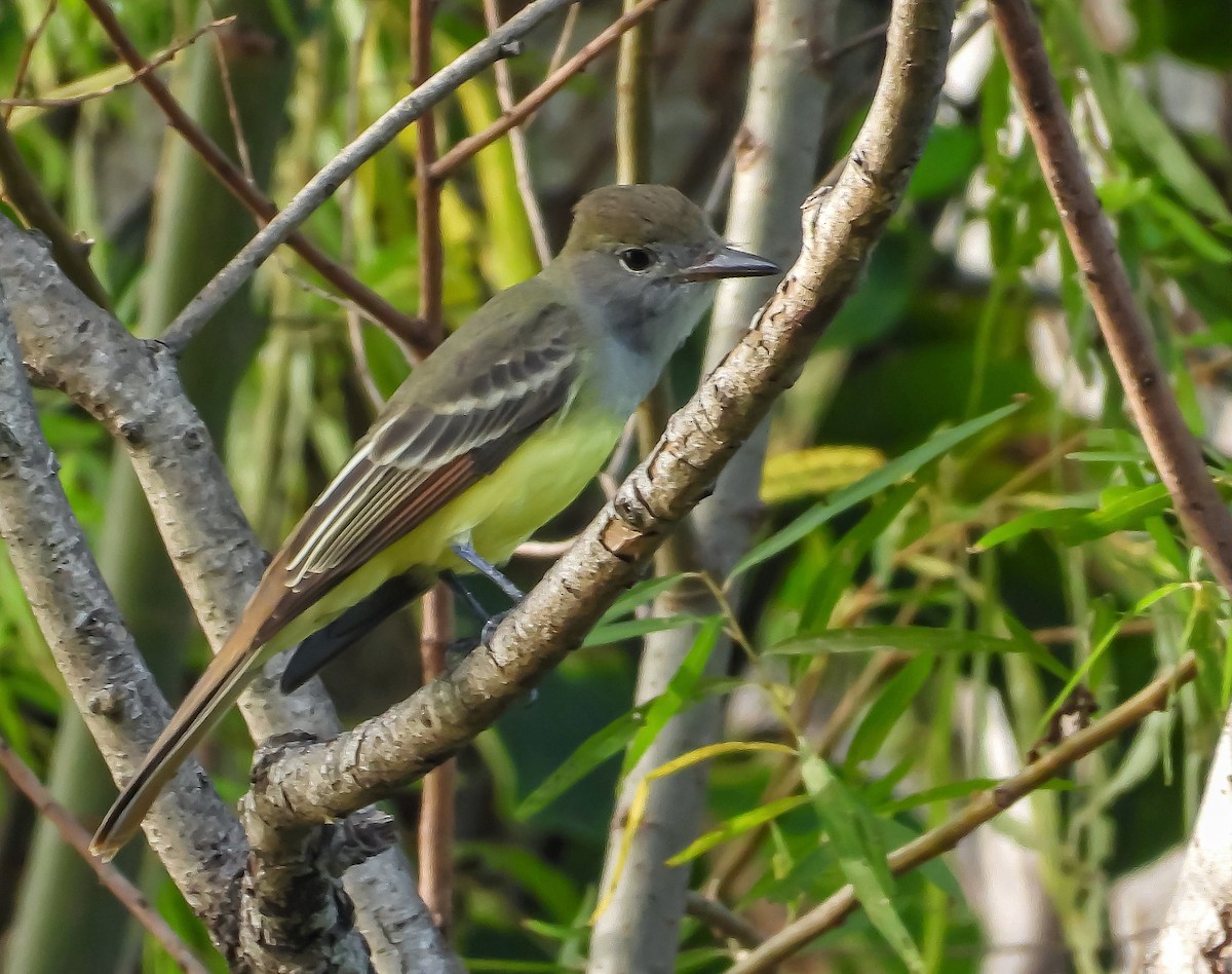 Great Crested Flycatcher - ML376286991