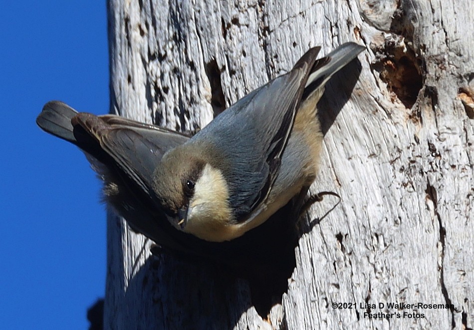 Pygmy Nuthatch - Lisa Walker-Roseman