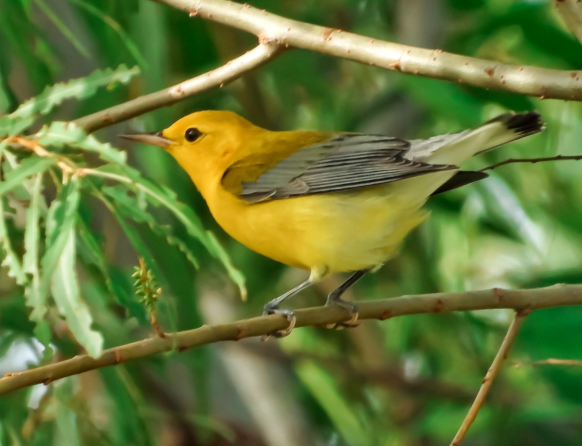 Prothonotary Warbler - ML376287451