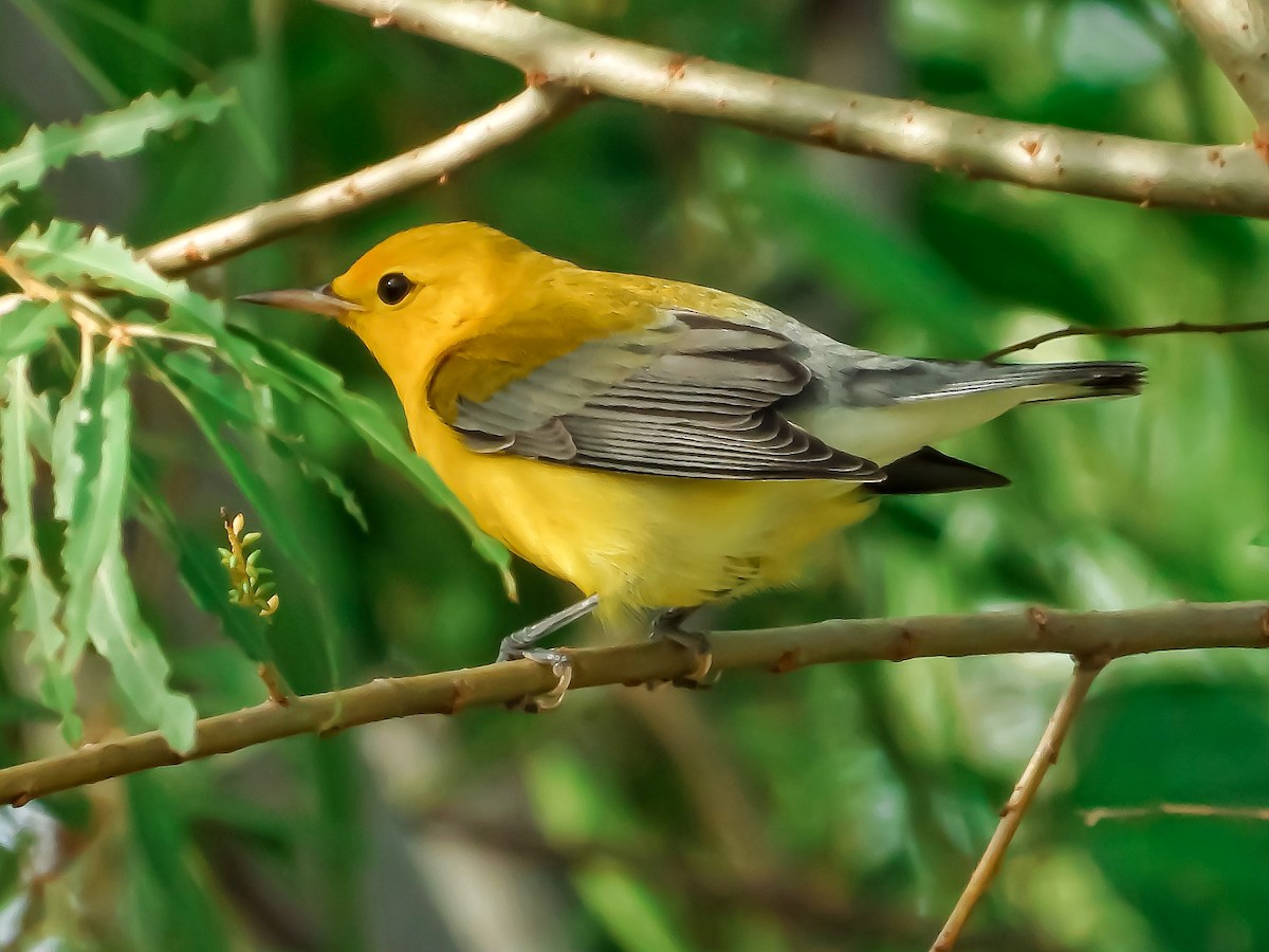 Prothonotary Warbler - ML376287471