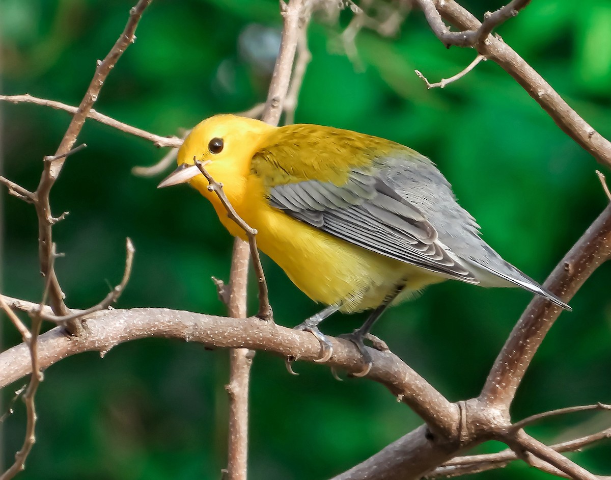 Prothonotary Warbler - ML376287491