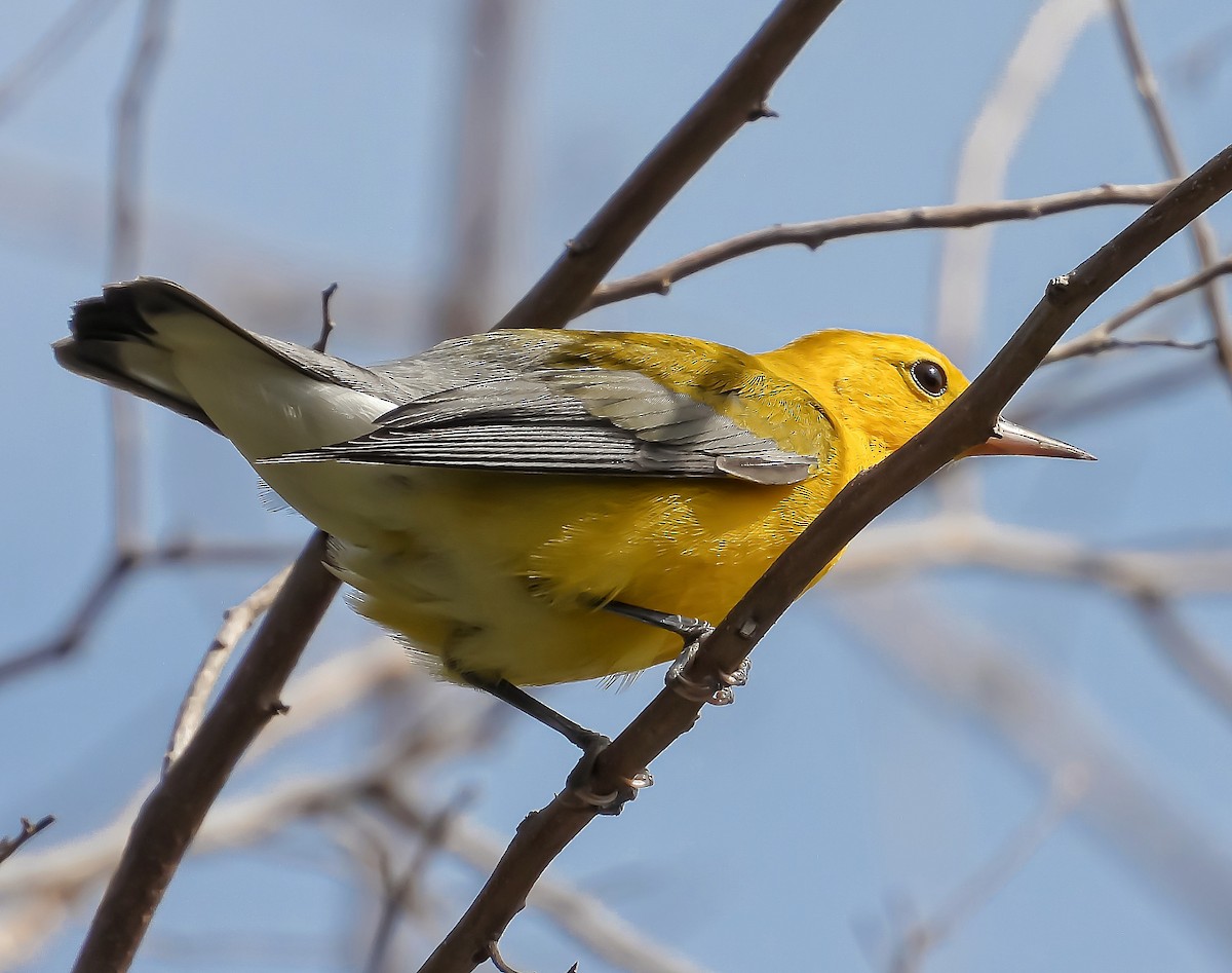 Prothonotary Warbler - ML376287501