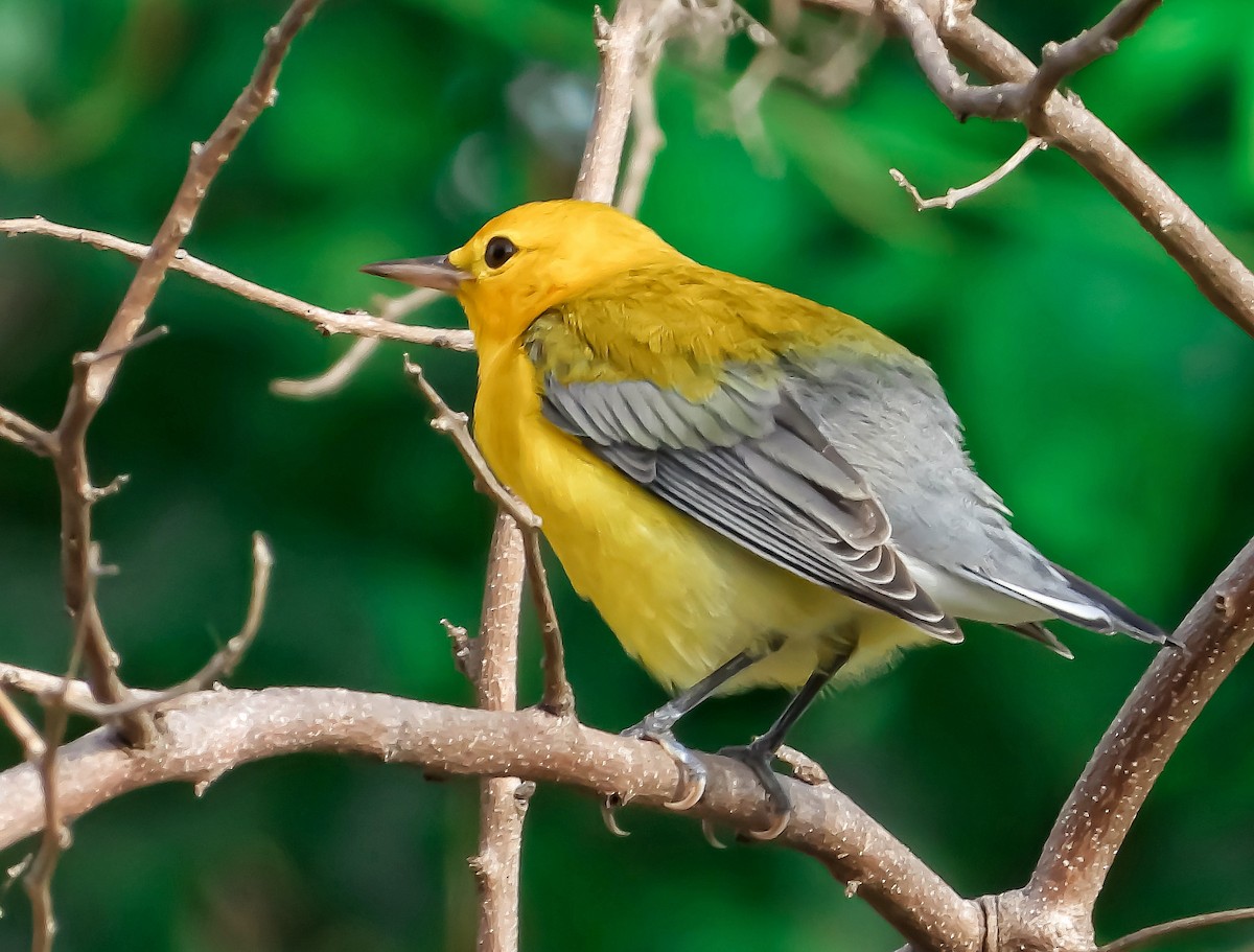 Prothonotary Warbler - ML376287511