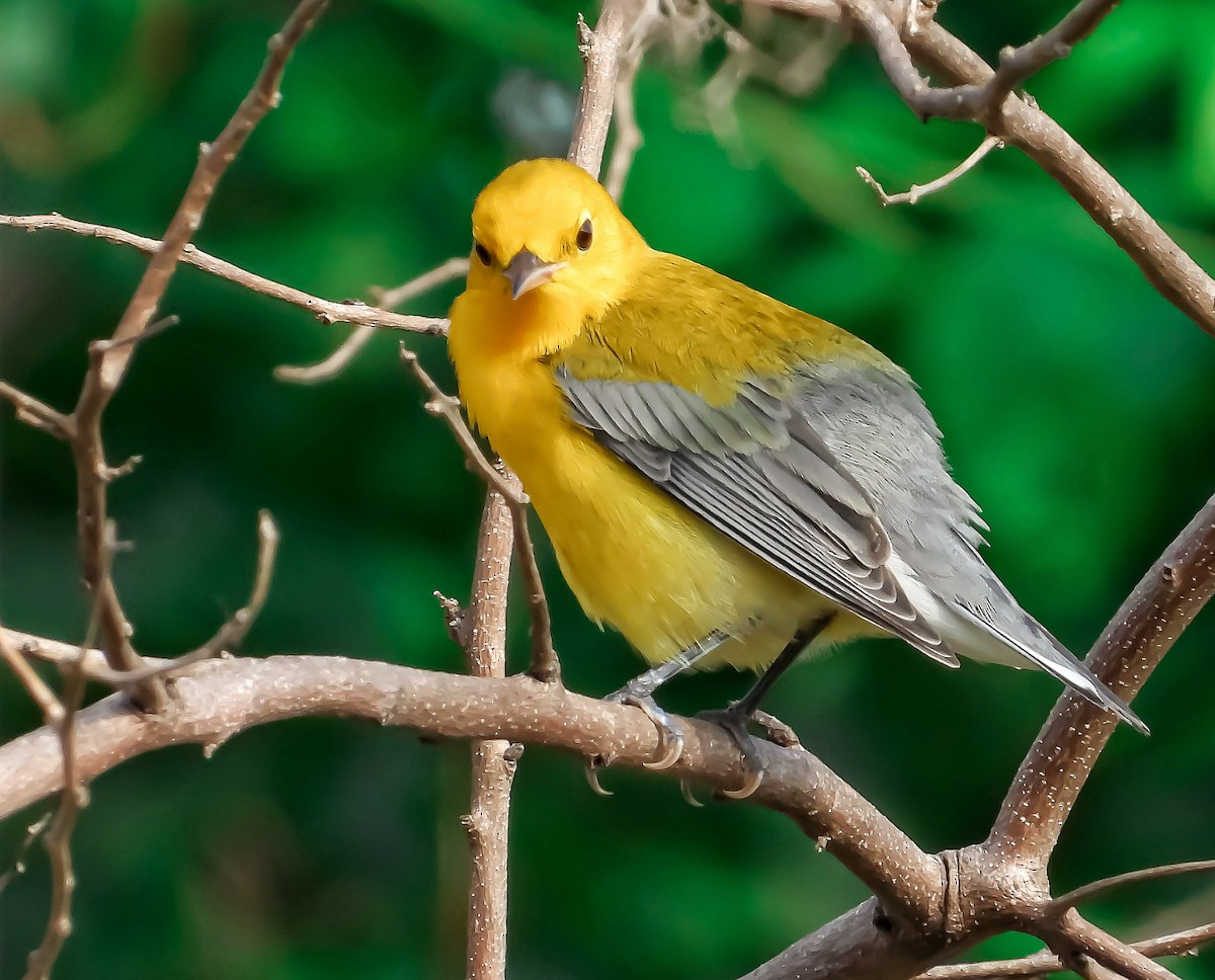 Prothonotary Warbler - ML376287531