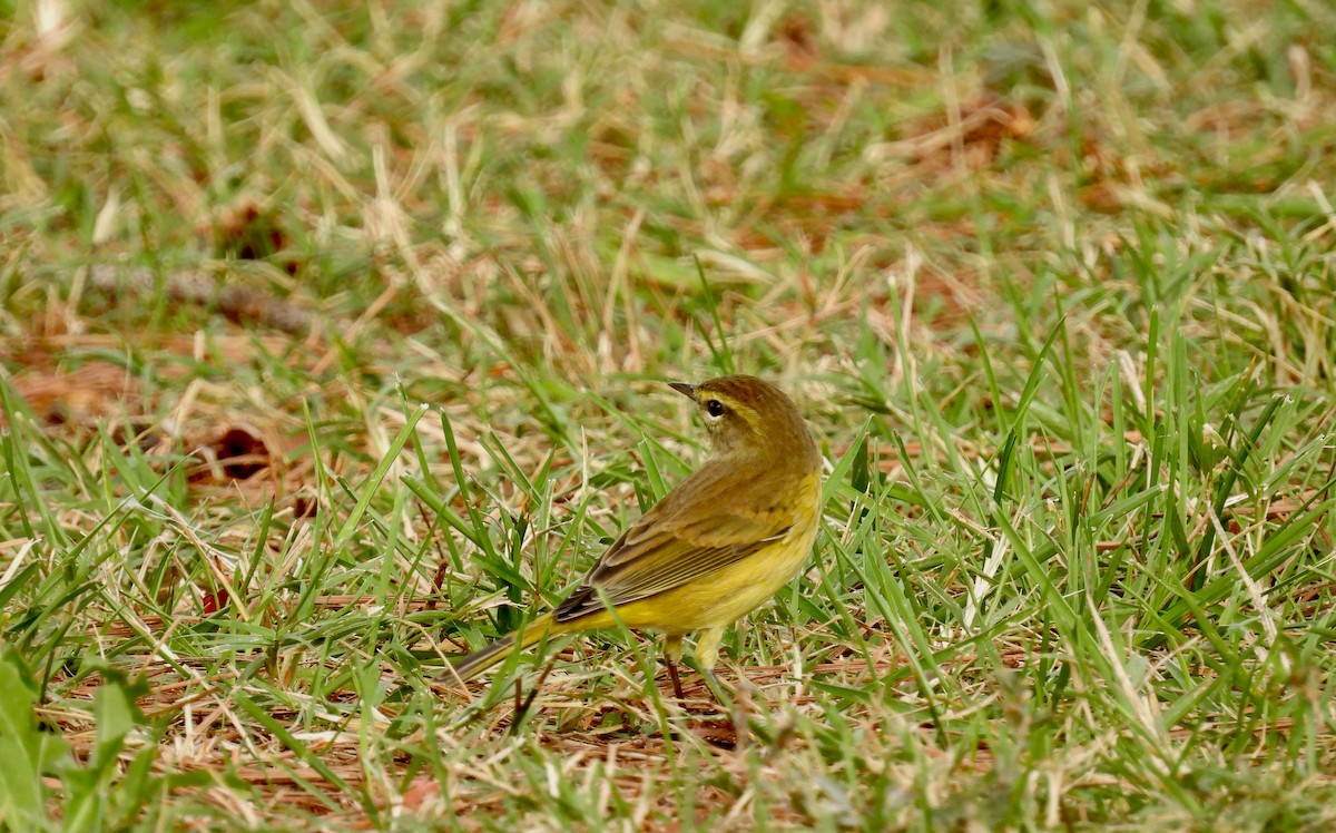 Palm Warbler - ML376287711