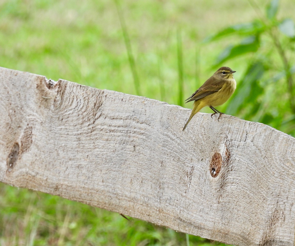 Palm Warbler - ML376287721