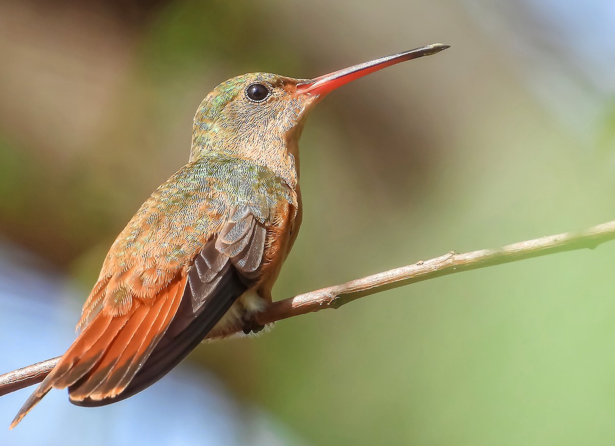 kolibřík ryšavý - ML376287891