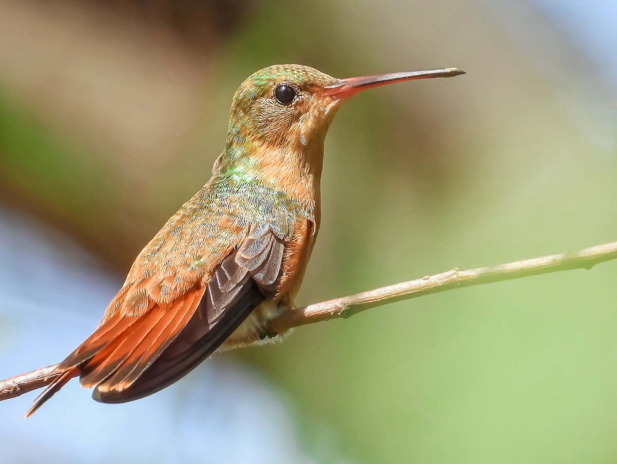 kolibřík ryšavý - ML376287911