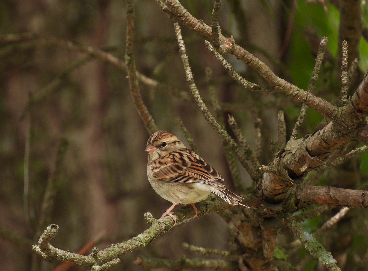 Chipping Sparrow - ML376288241