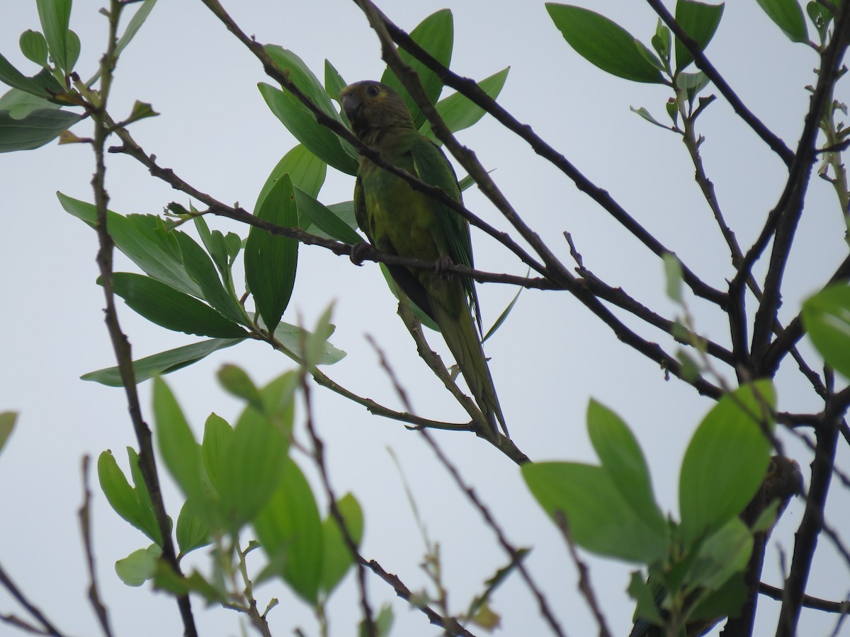 Aratinga Pertinaz - ML376288351