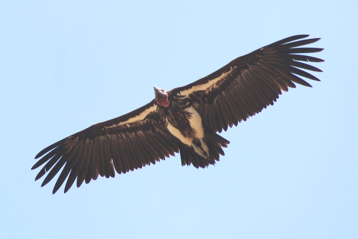 Lappet-faced Vulture - Greg Laverty