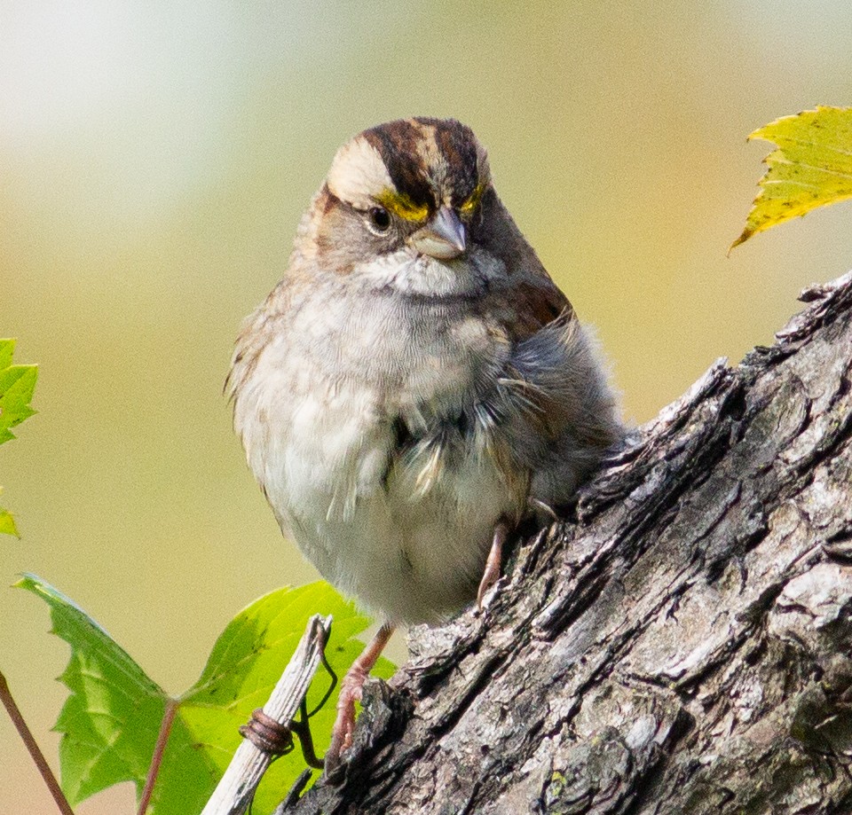 White-throated Sparrow - ML376288971