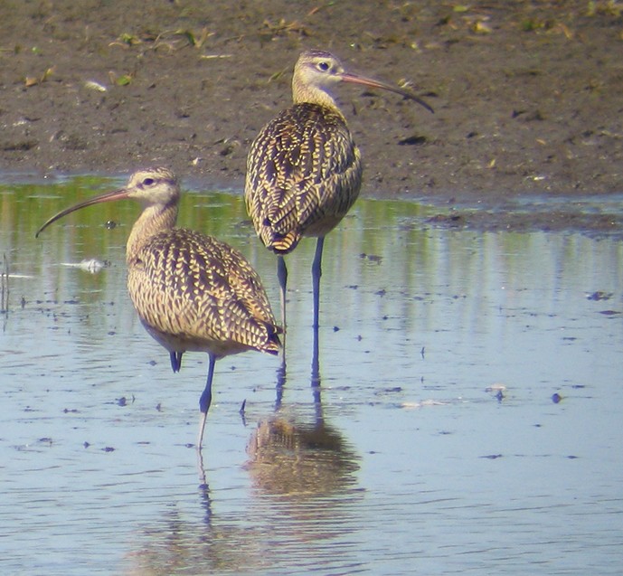 Long-billed Curlew - Steve Nord