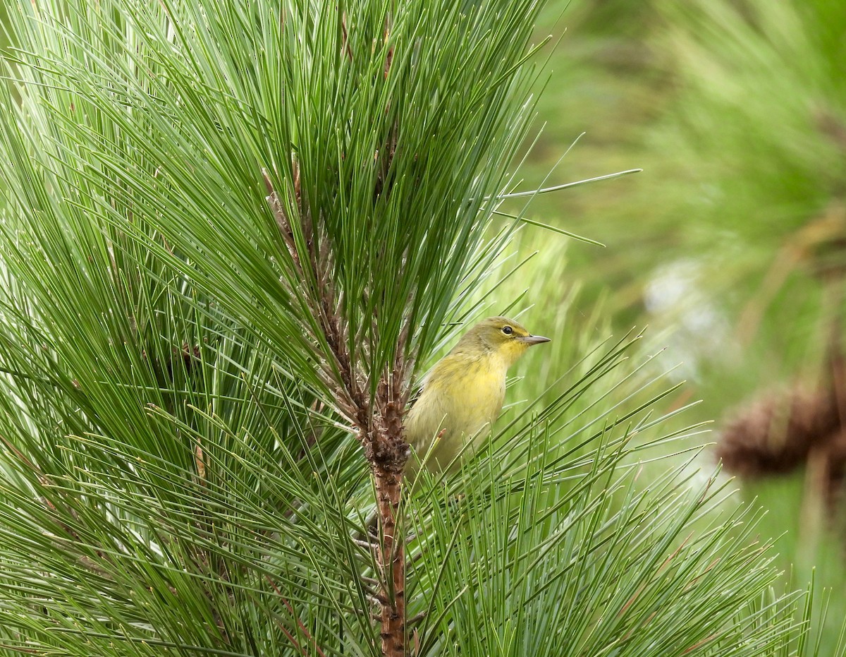 Pine Warbler - ML376290001