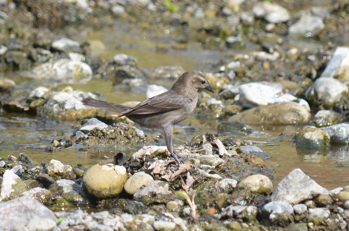 Shiny Cowbird - ML376290231