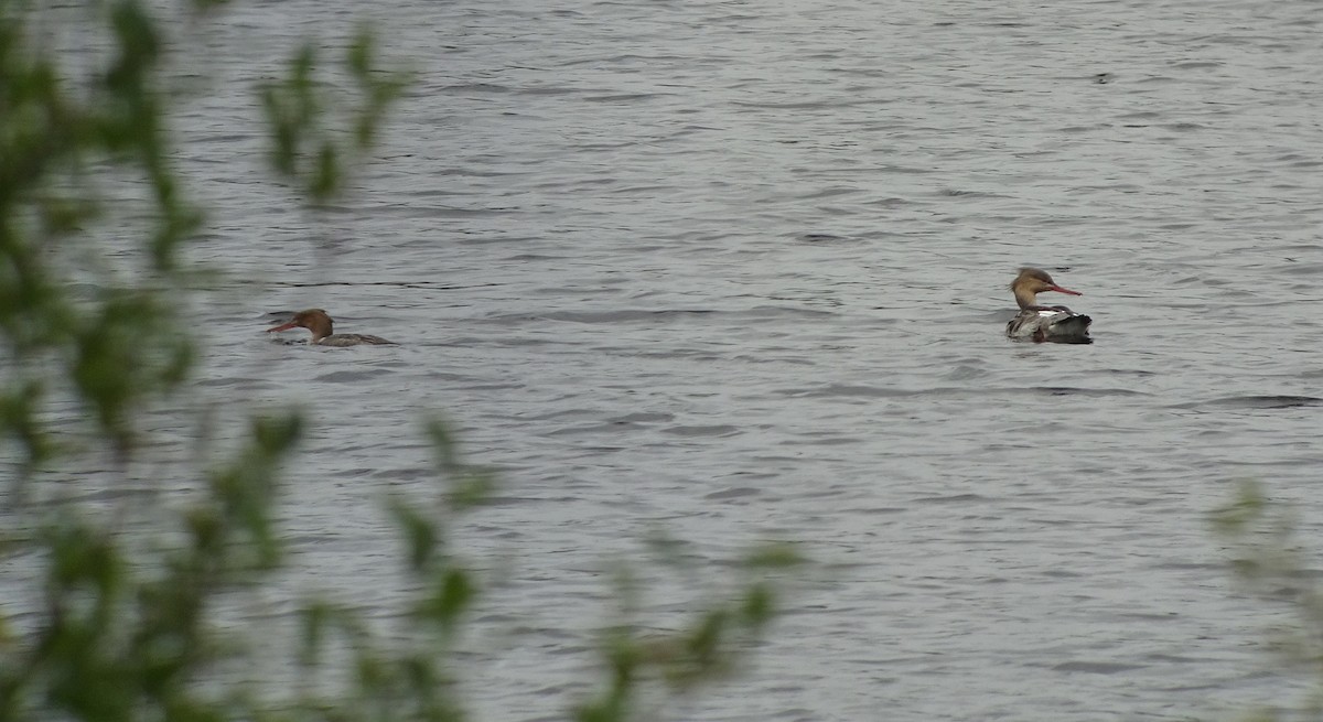 Red-breasted Merganser - ML376291571