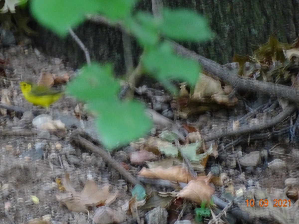 Hooded Warbler - ML376293061
