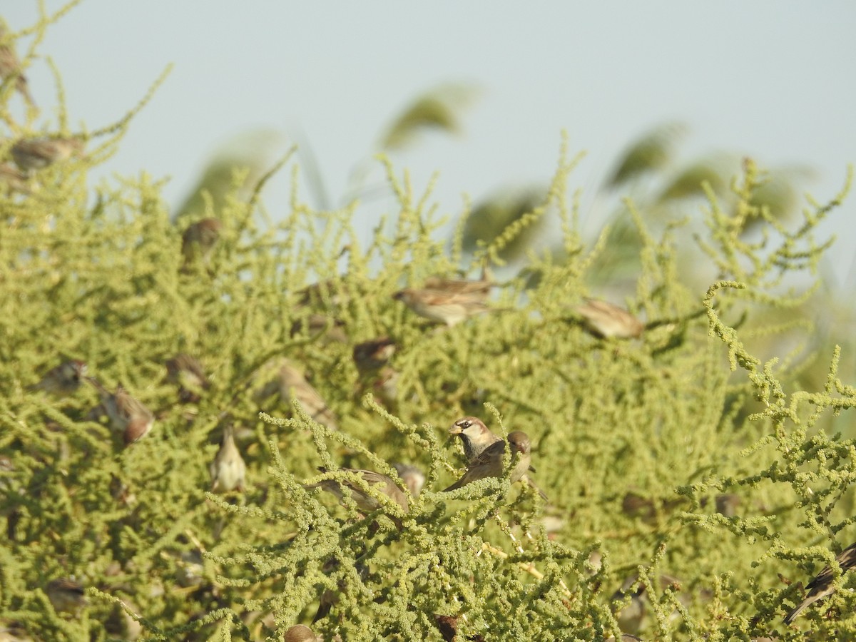 Spanish Sparrow - ML376294281