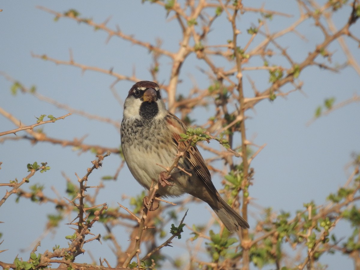 Spanish Sparrow - ML376294301