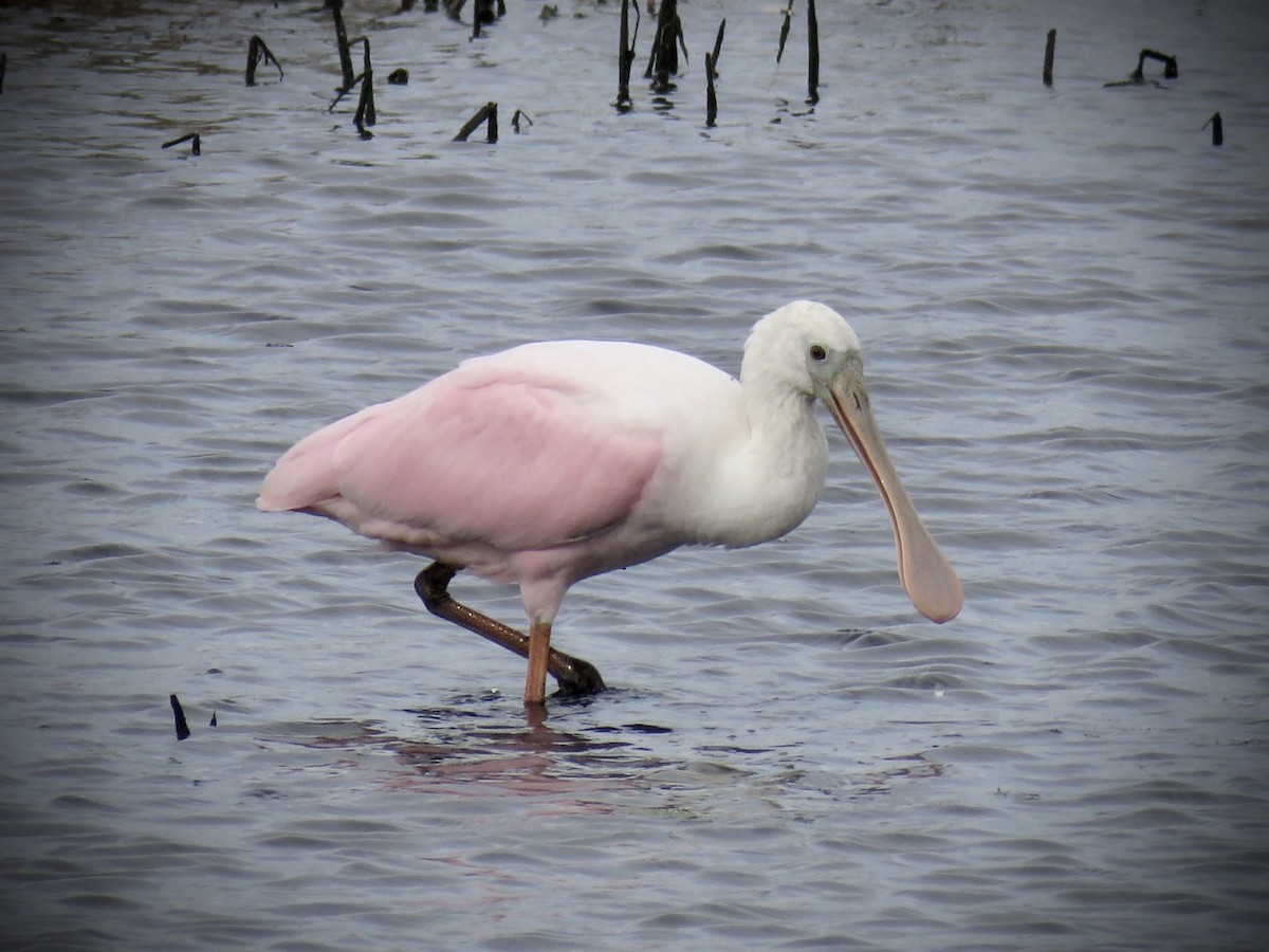 Roseate Spoonbill - Samuel Keener