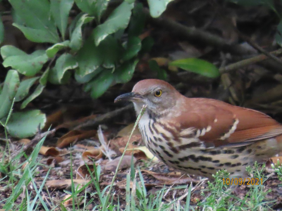 Brown Thrasher - ML376298431
