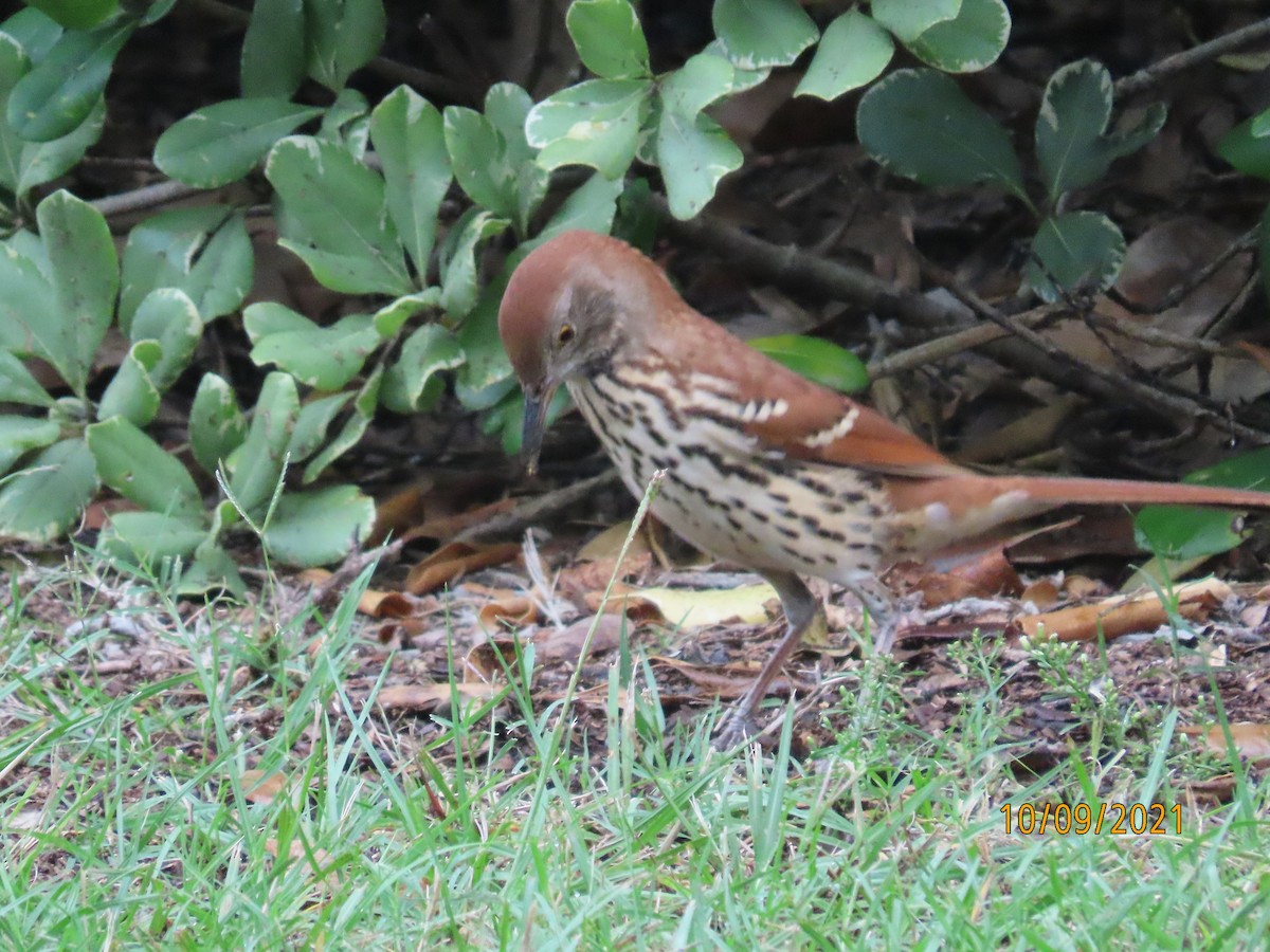 Brown Thrasher - ML376298471