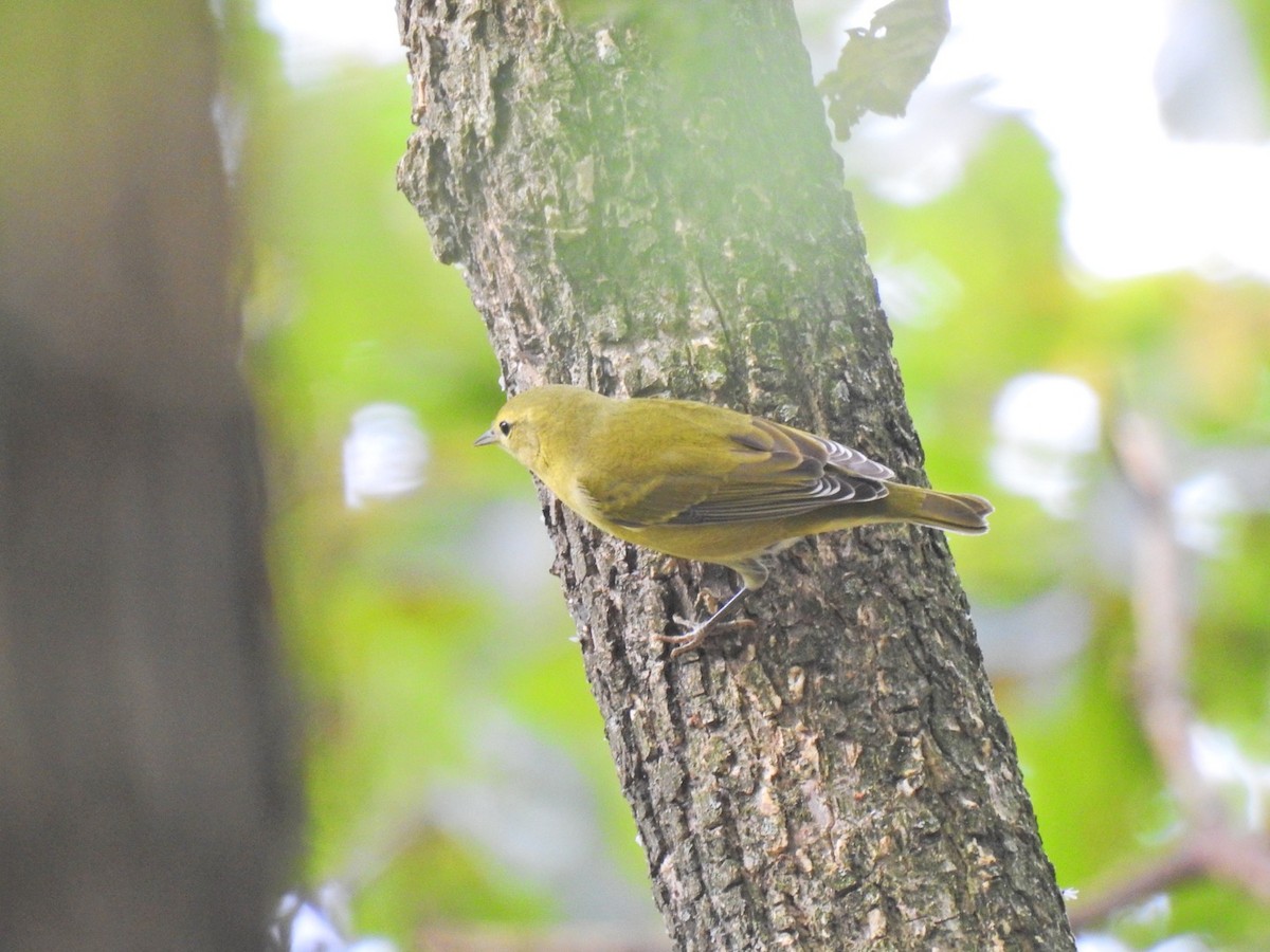 Tennessee Warbler - Anne McCormack
