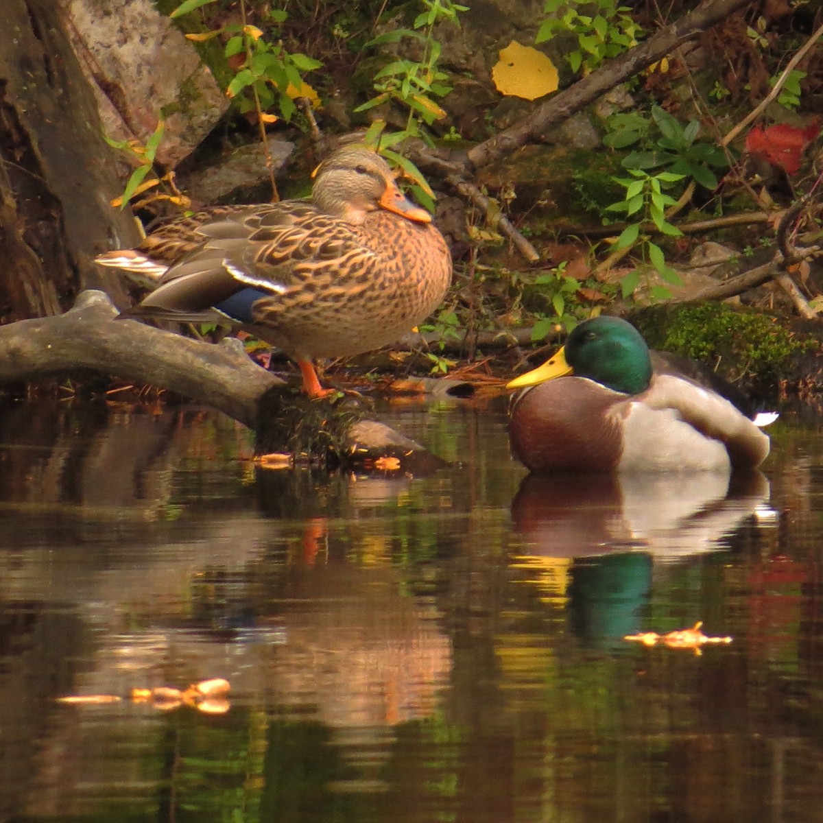 Mallard - Amy Lawes