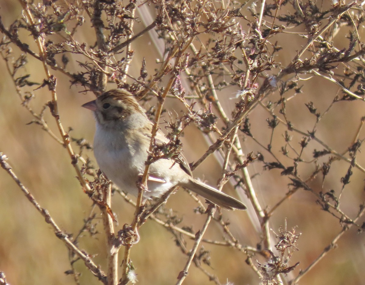 Clay-colored Sparrow - Dana Bangs