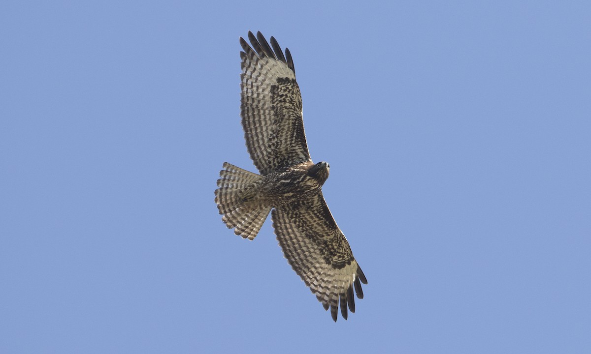 Rotschwanzbussard (calurus/alascensis) - ML37630271