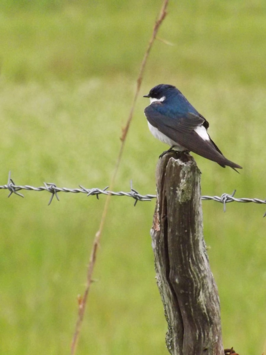 Golondrina Cejiblanca - ML376304721