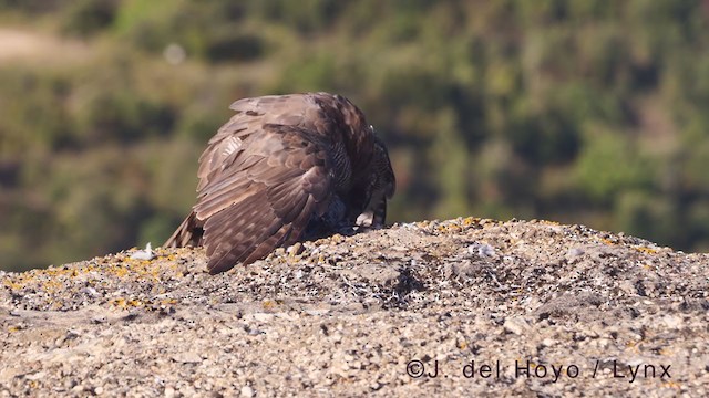 Eurasian Goshawk - ML376305051