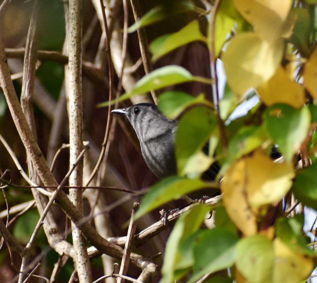 Gray Catbird - ML376305261