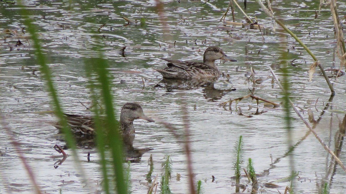 Green-winged Teal (Eurasian) - ML376308741