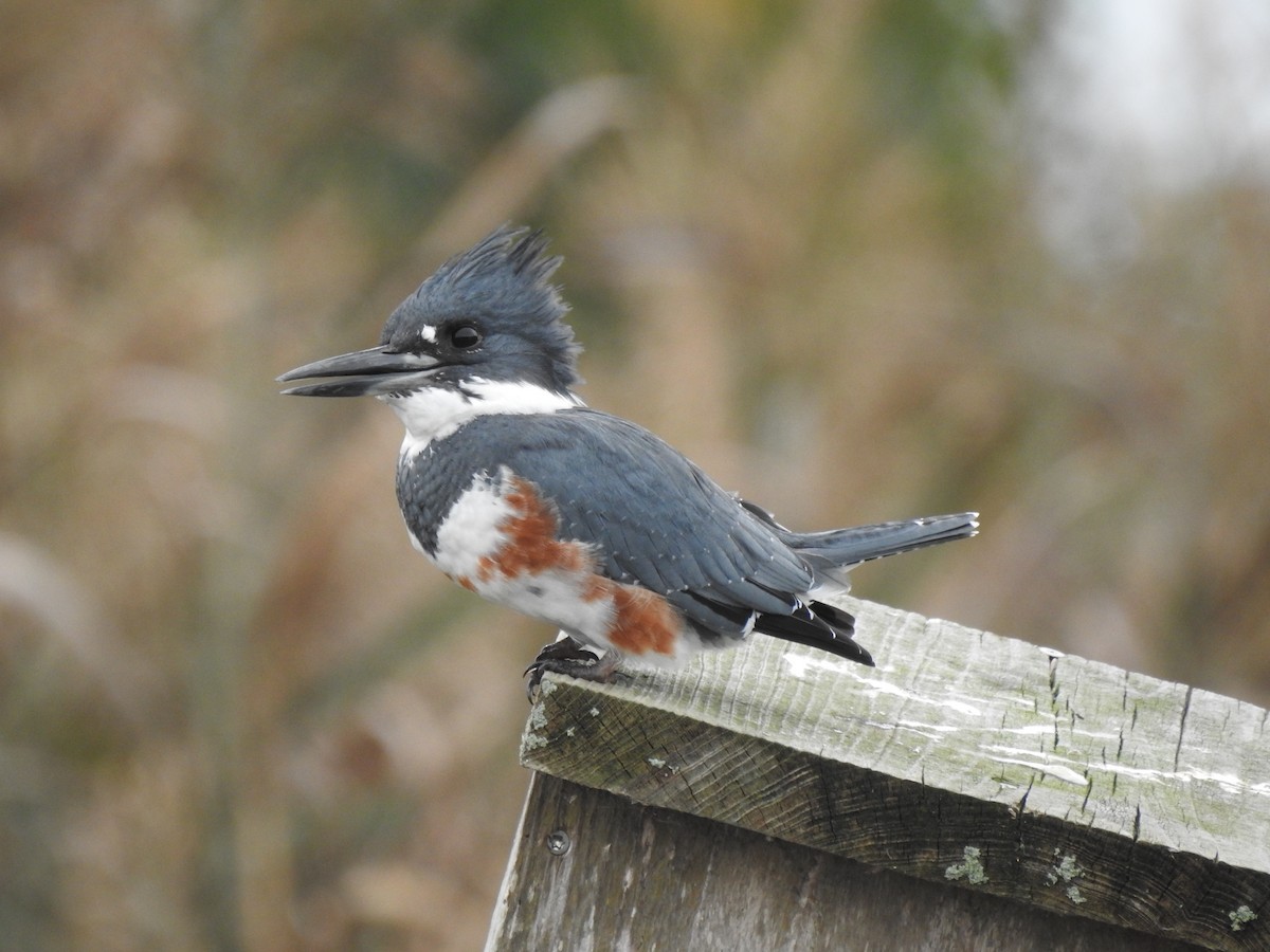 Belted Kingfisher - Laura Mae