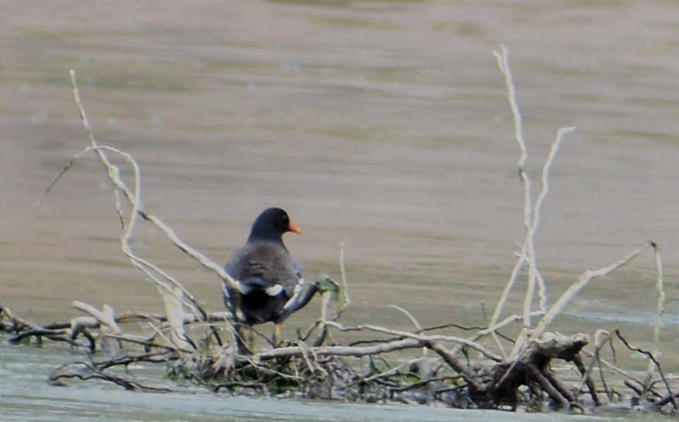 Common Gallinule - ML376310191