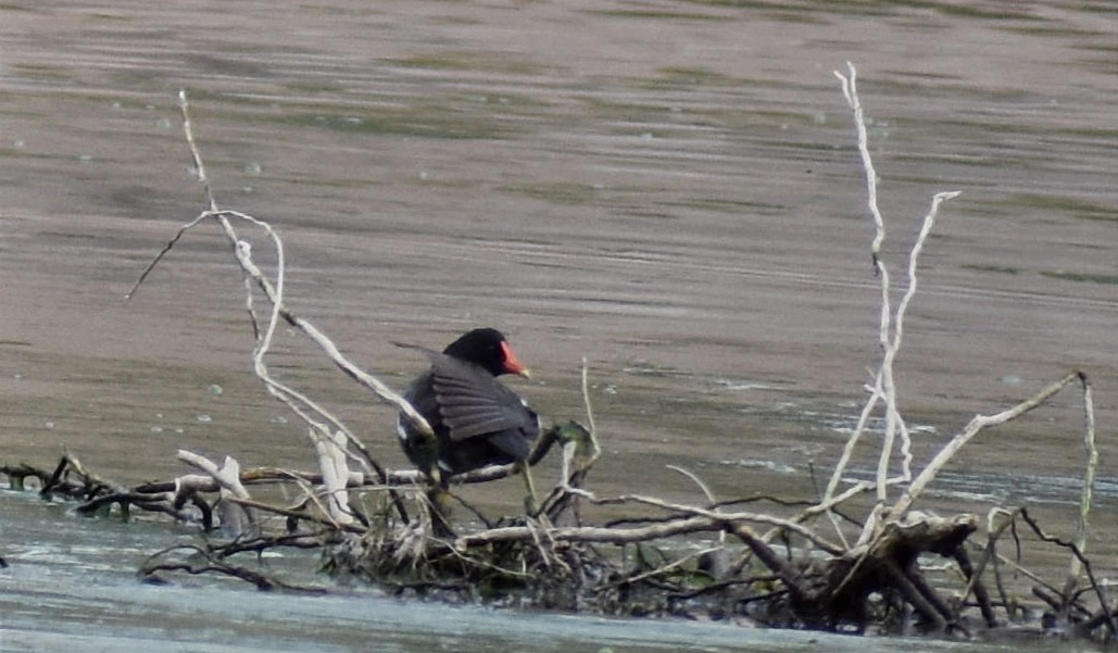 Common Gallinule - ML376310201