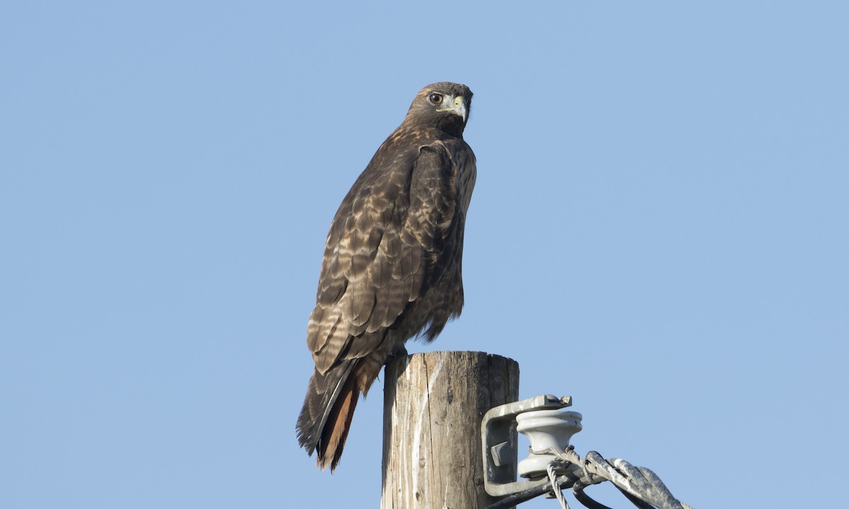 káně rudochvostá (ssp. calurus/alascensis) - ML37631161