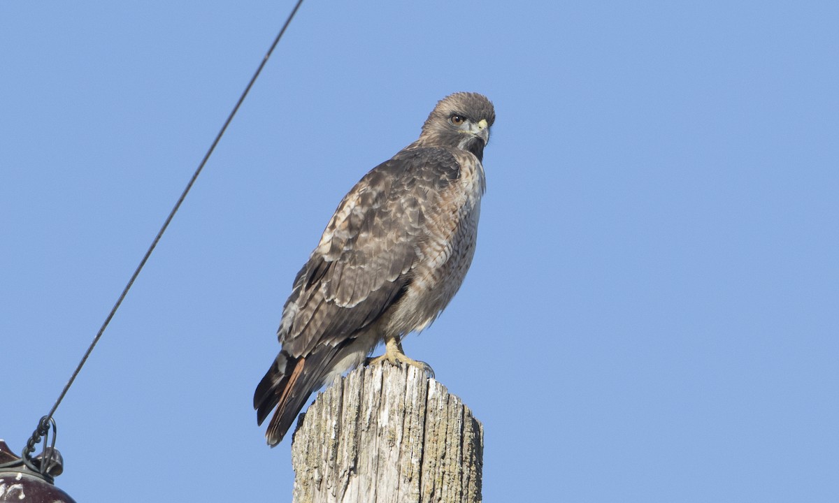 káně rudochvostá (ssp. calurus/alascensis) - ML37631171