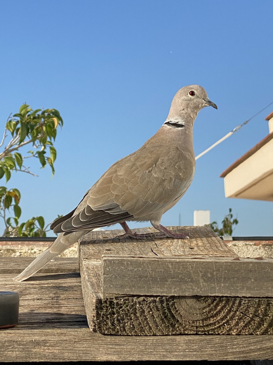 Eurasian Collared-Dove - Jorge A. Baez-Jimenez