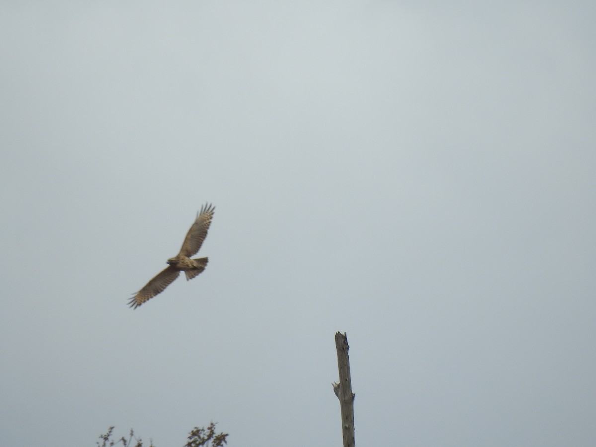 Red-shouldered Hawk - ML376313971