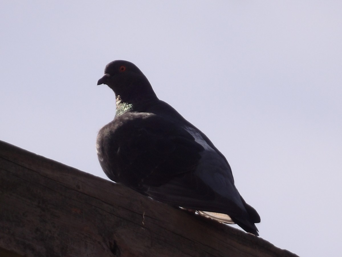 Rock Pigeon (Feral Pigeon) - ML376315061
