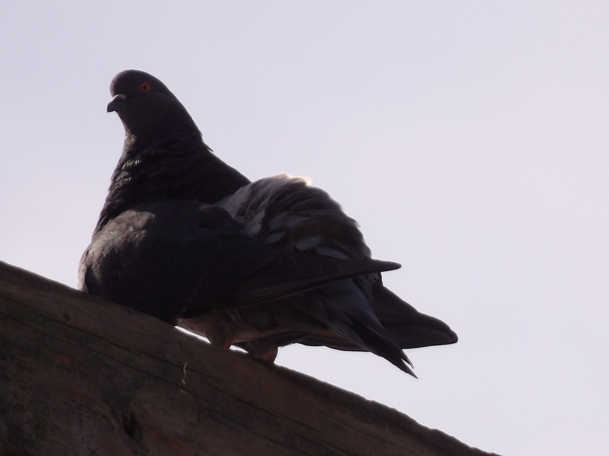 Rock Pigeon (Feral Pigeon) - ML376315111