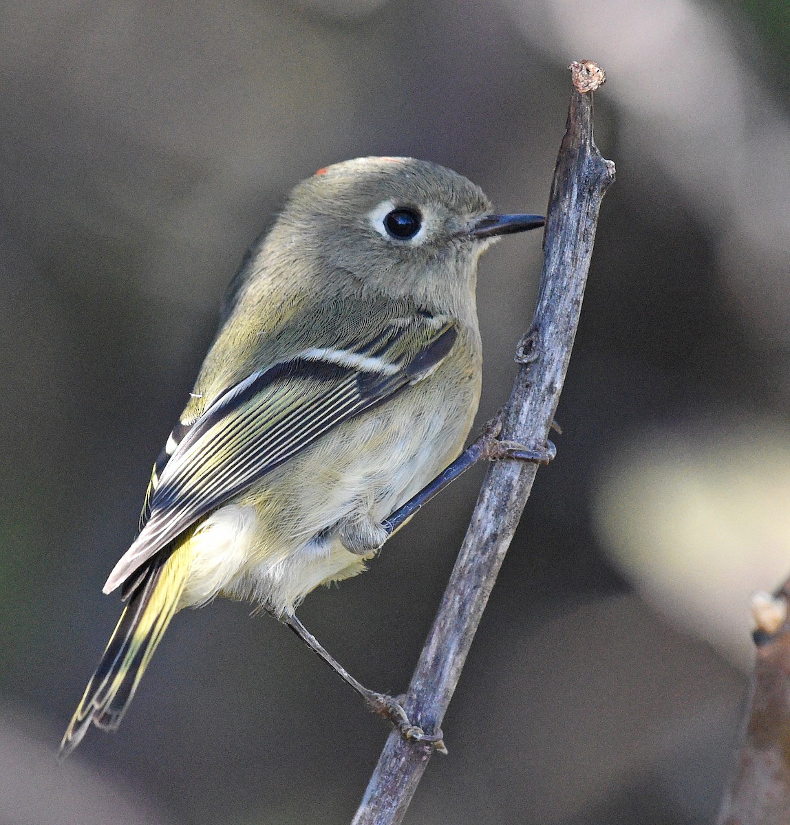 Ruby-crowned Kinglet - ML376316391