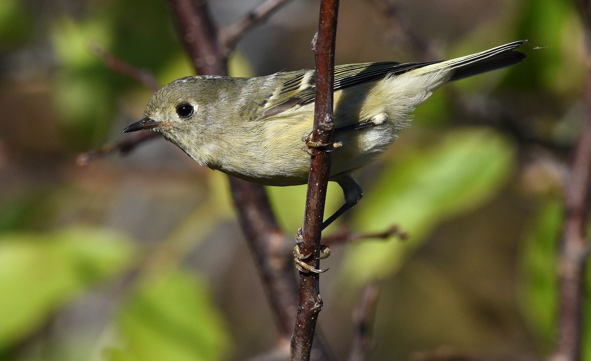 Ruby-crowned Kinglet - ML376316401