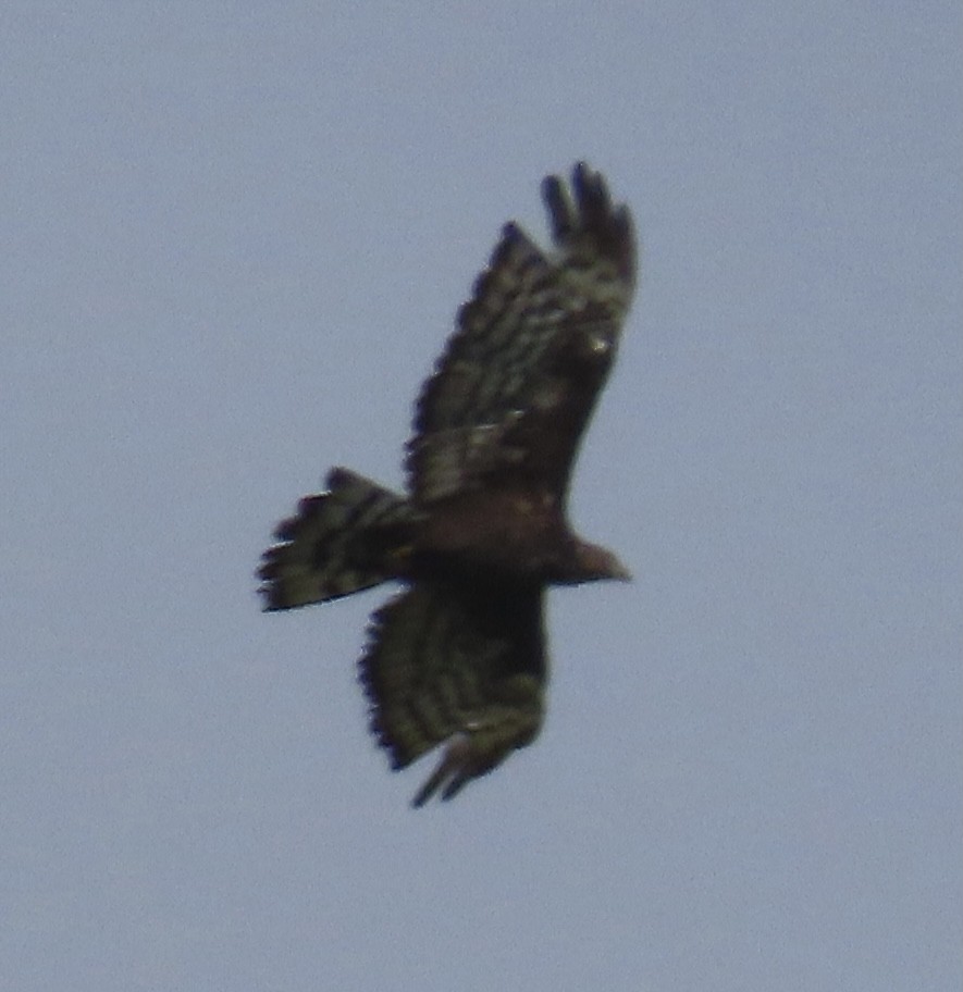 European Honey-buzzard - ML376316691