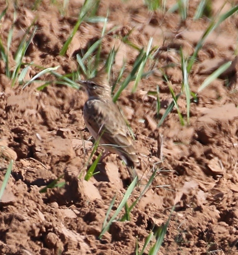 topplerke (cristata gr.) - ML376317851
